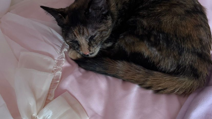 🎀