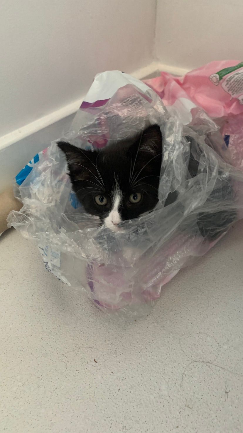 more cats for the people