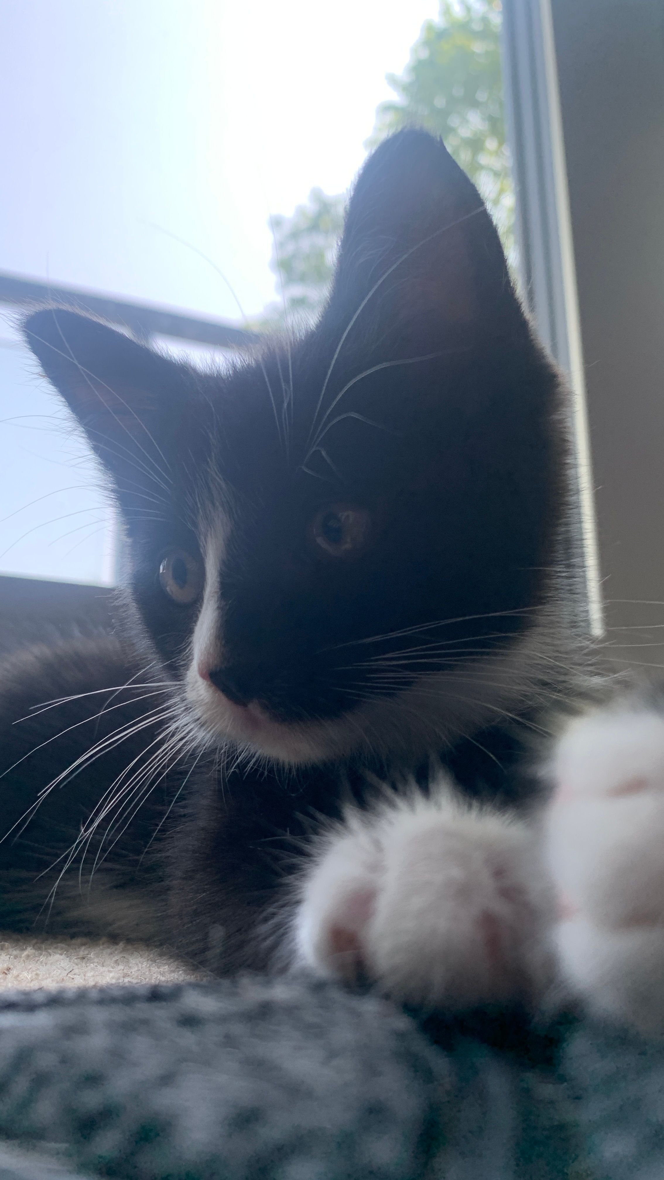more cats for the people