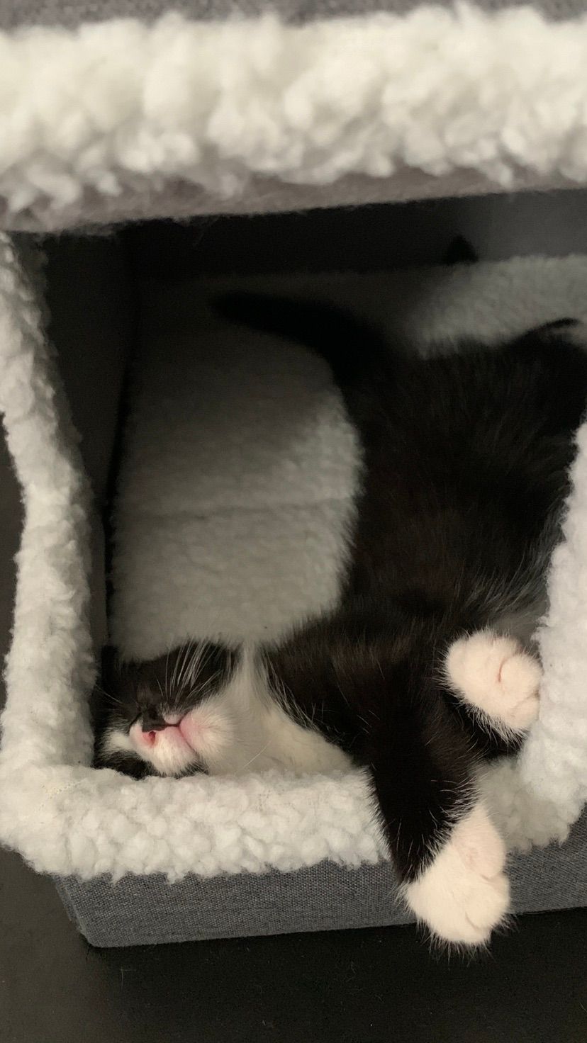 More cats for the people