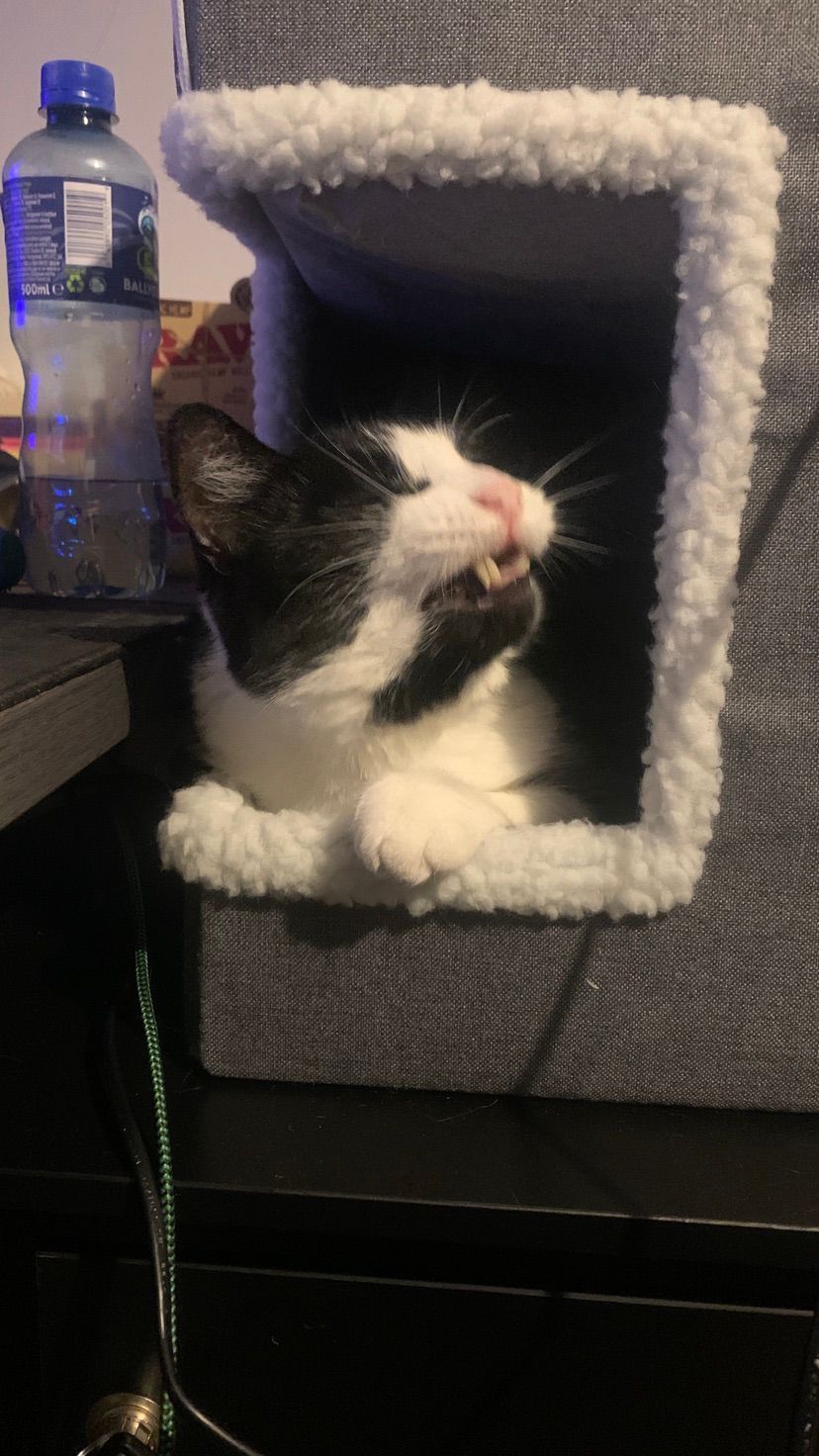 cats.