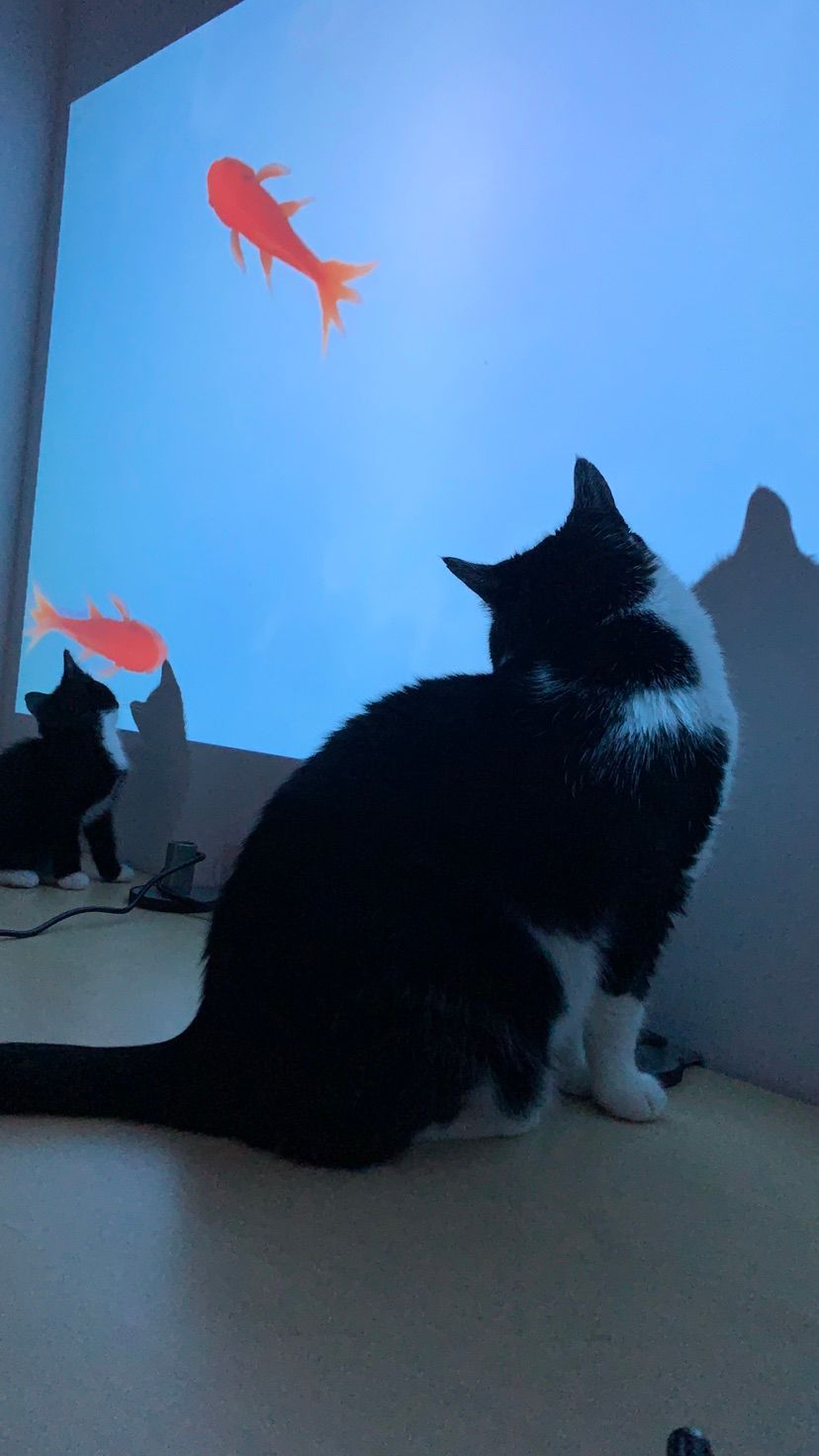 more cats for the people