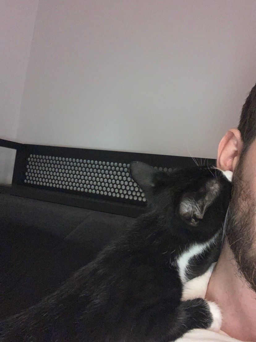 🐈‍⬛