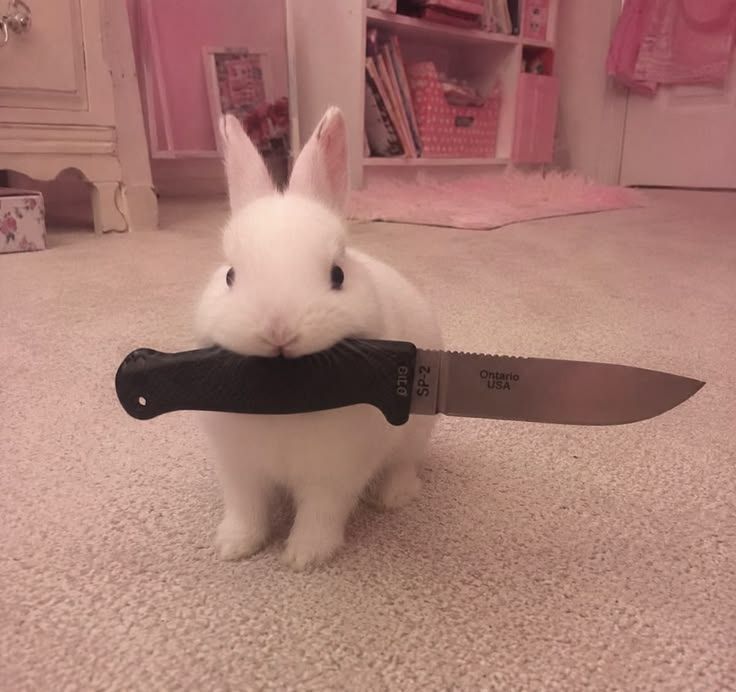 ݁ ˖Ი𐑼⋆