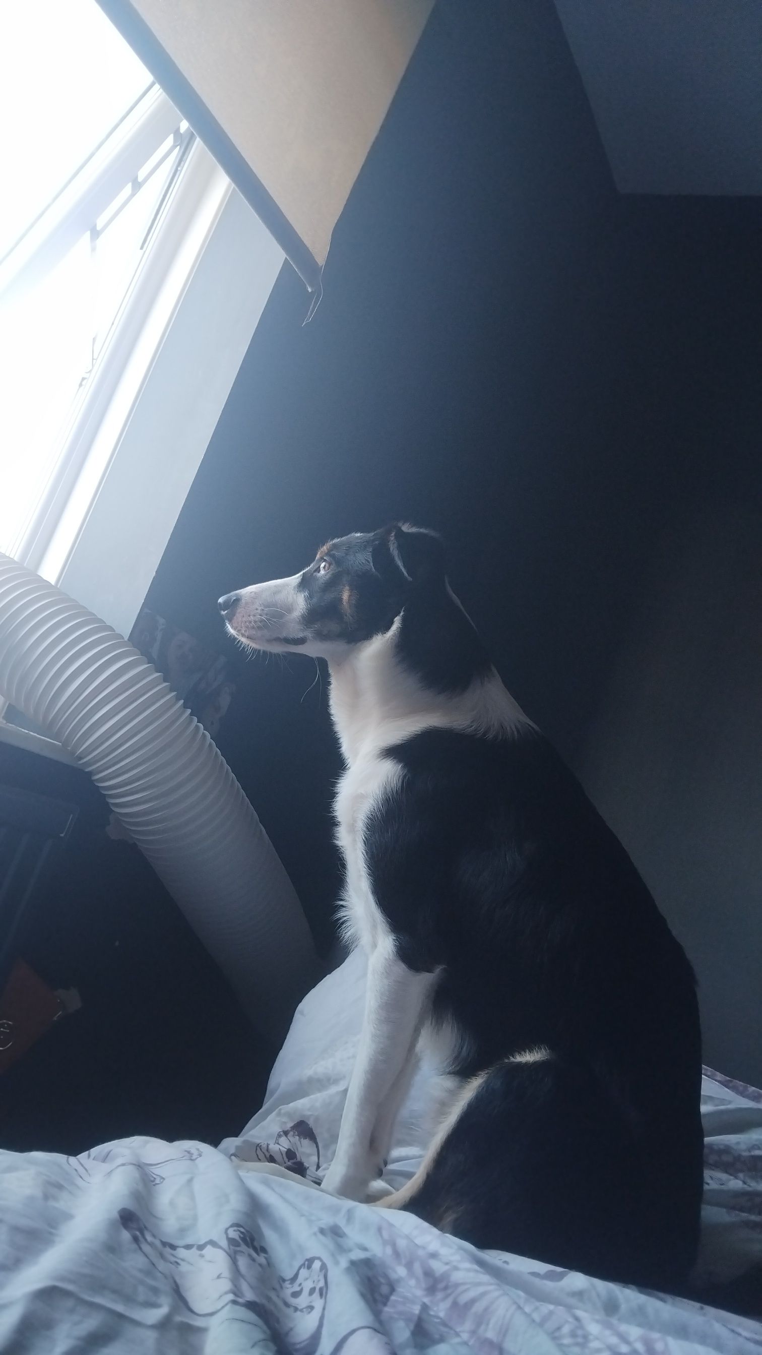 he's my good boy
