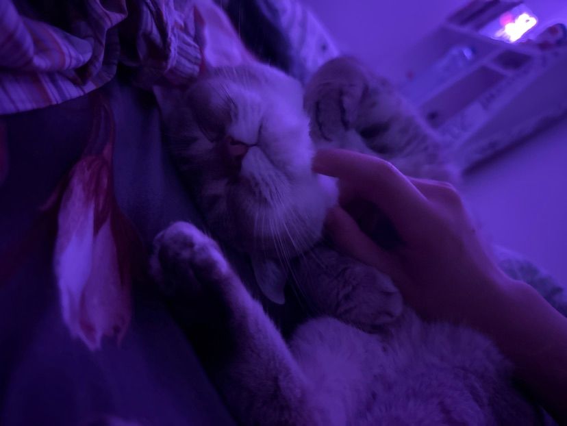 Haiii ฅ^>⩊<^ ฅ