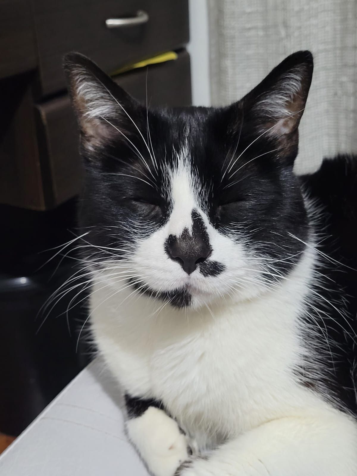 Foto michi