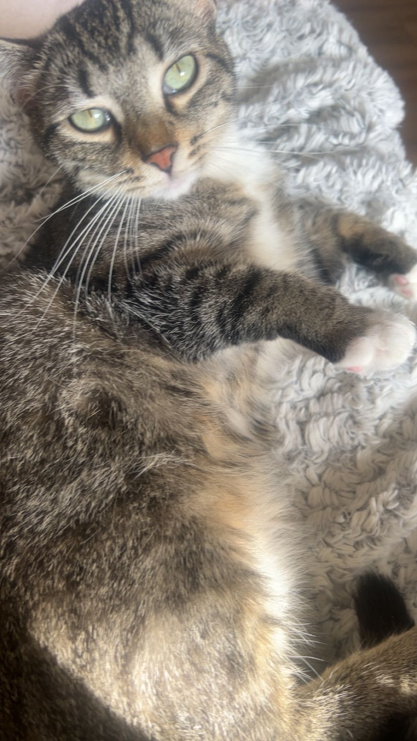 kitty kitty^>⩊<^