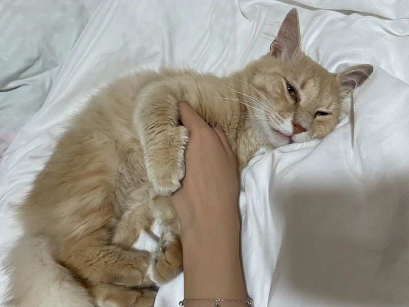 My kitty 🤍