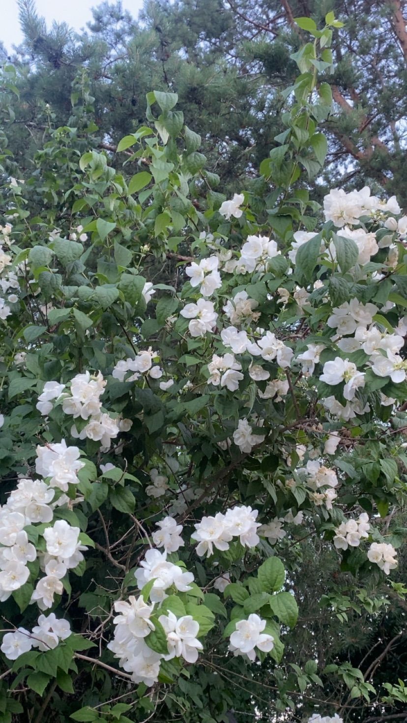 whats your fav flower?