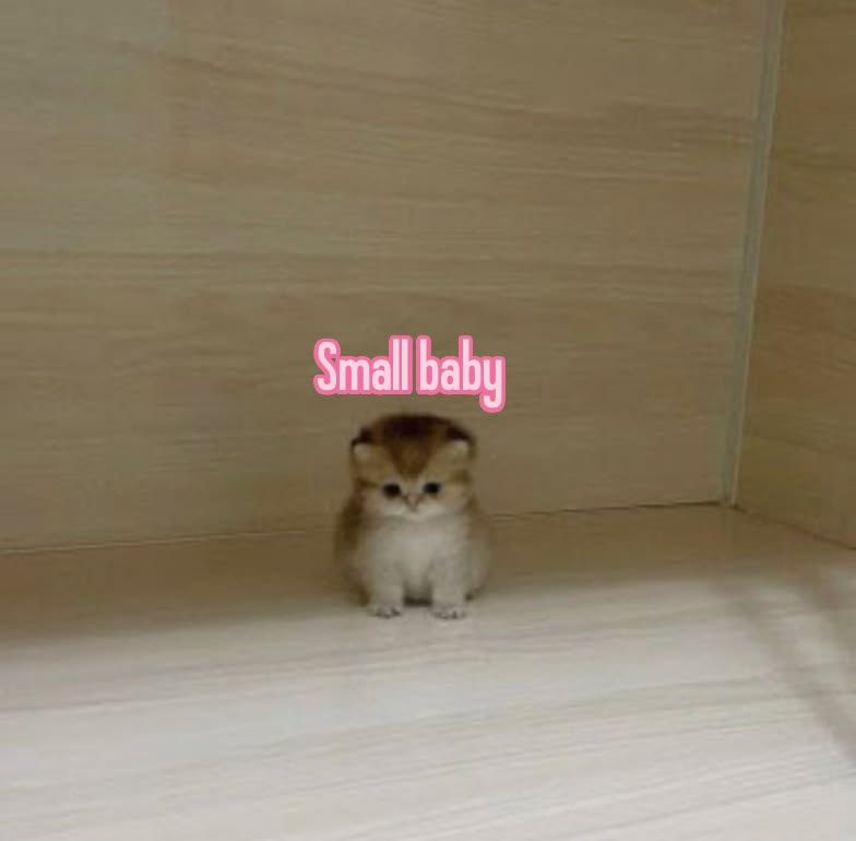 🎀