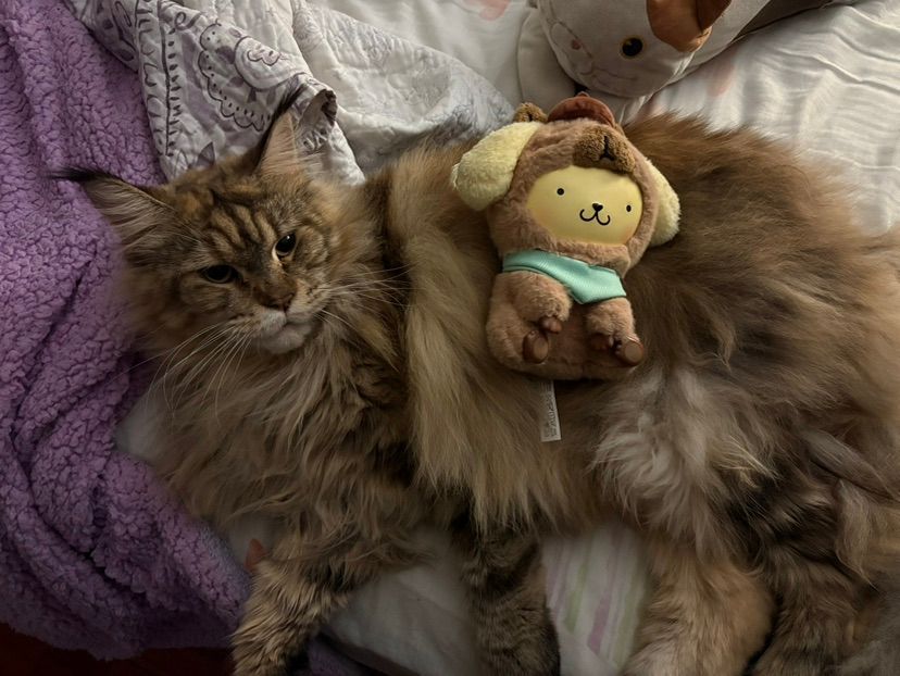 leia and pompompurin