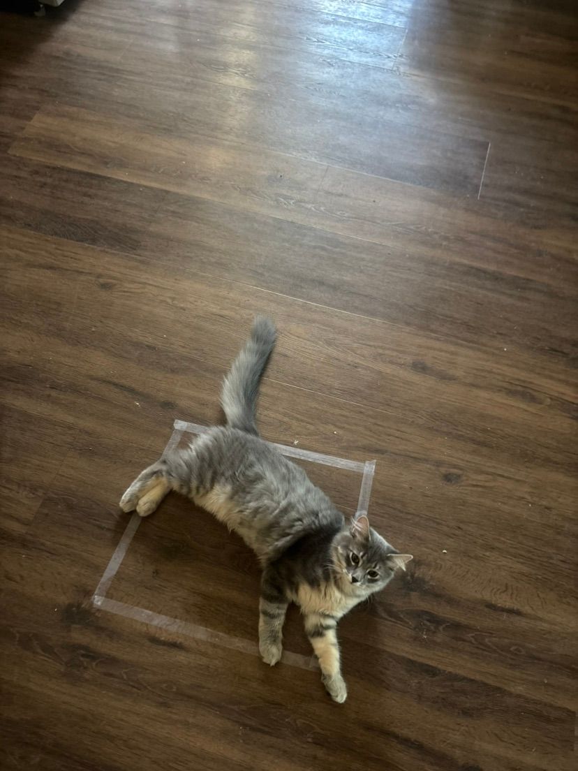im open for orders meow