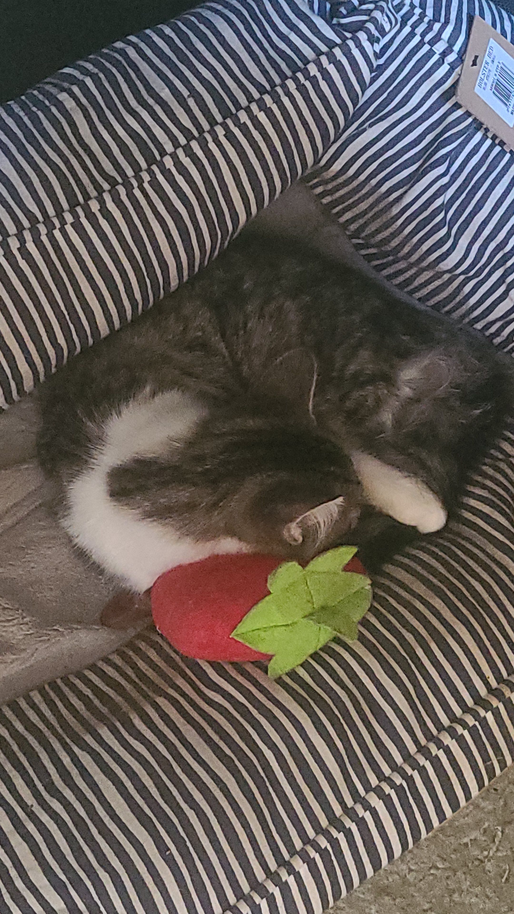 her little strawberry