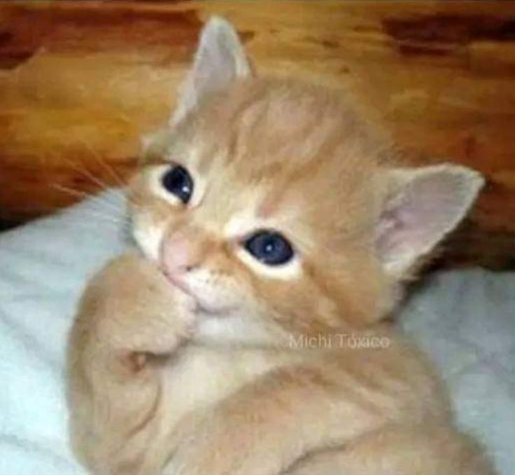 hii
