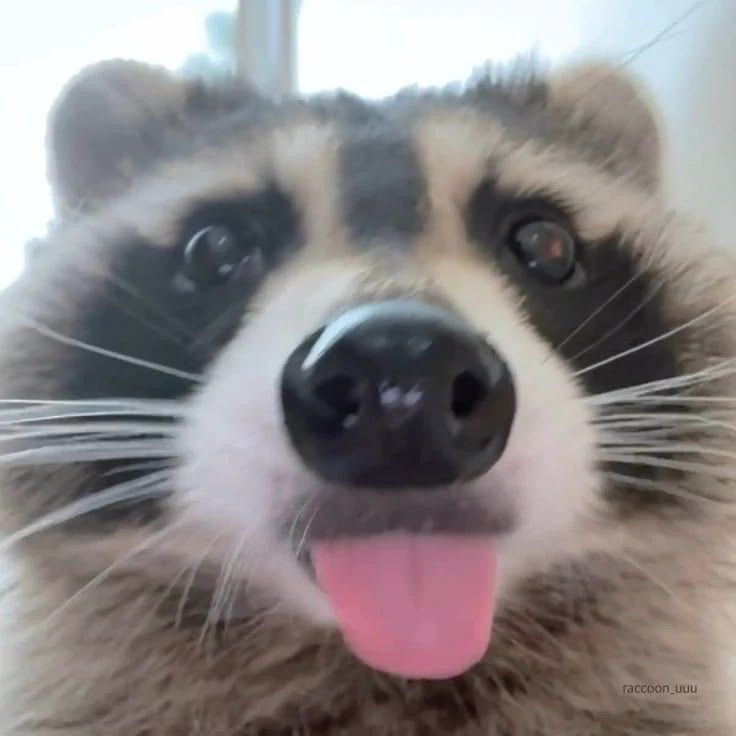 Raccon