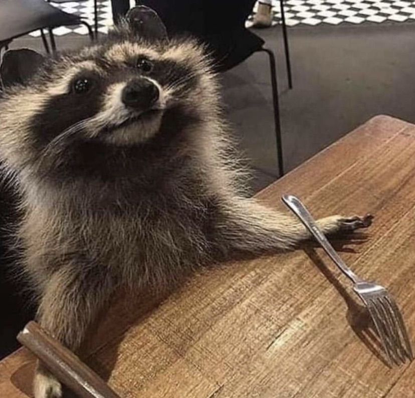 raccoon feed
