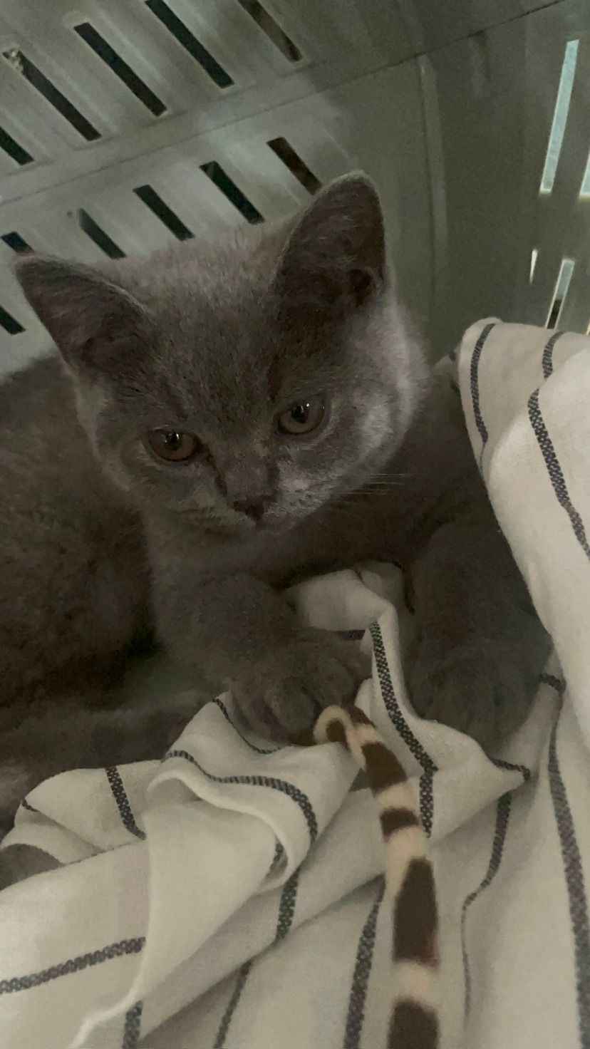 kittyyyy