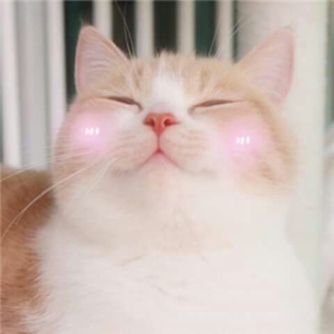 meow