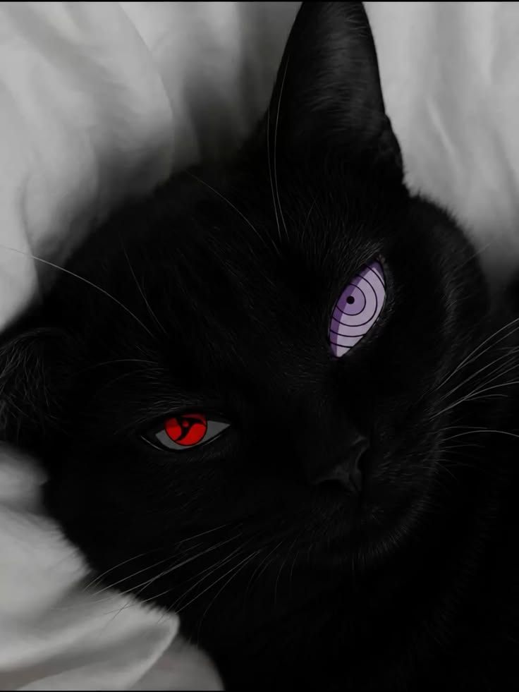 meow