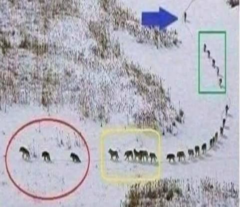 true leader