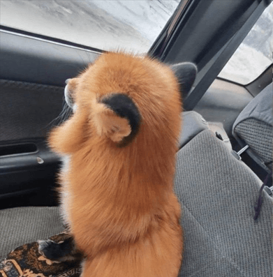 if i was an animal