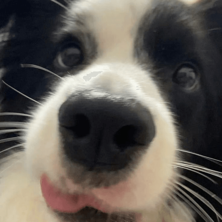 awoof woof!