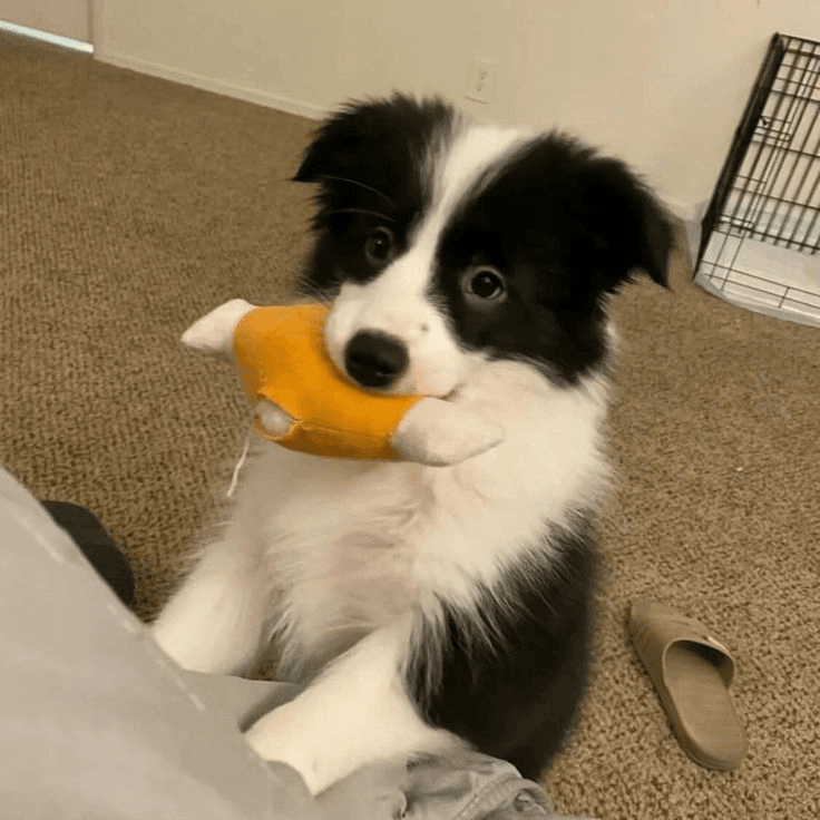 woof