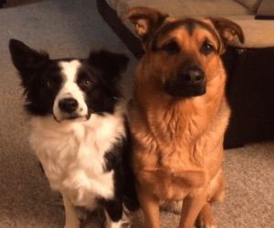 if we were dogs id hug you