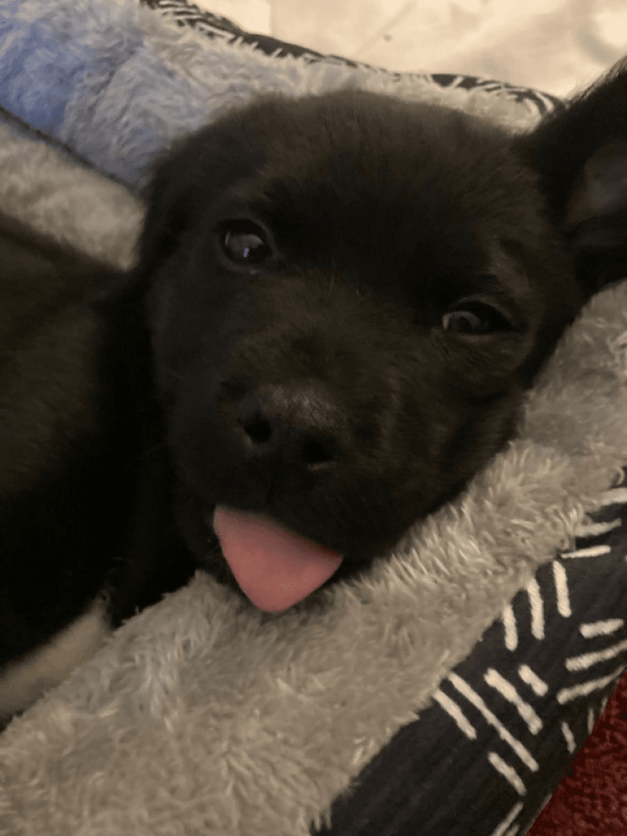 woof