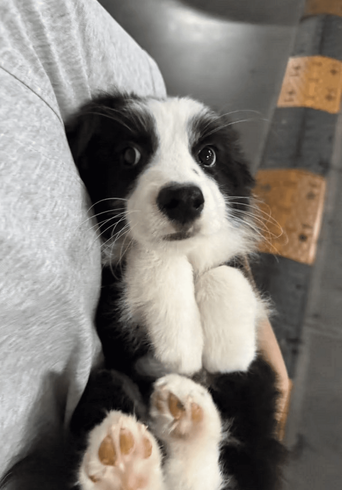 woof?