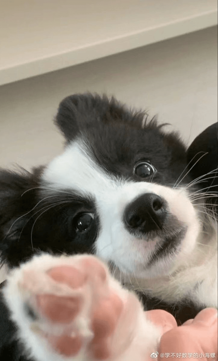 woof