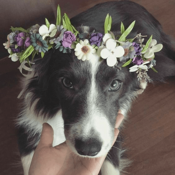 can i be ur flowercollie xd