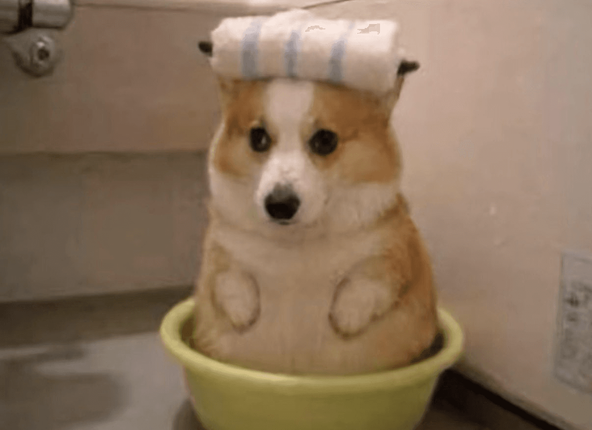 bow wow
