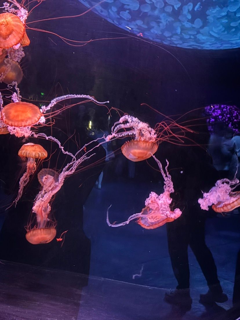 jellyfishes (˶˃ ᵕ ˂˶) .ᐟ.ᐟ