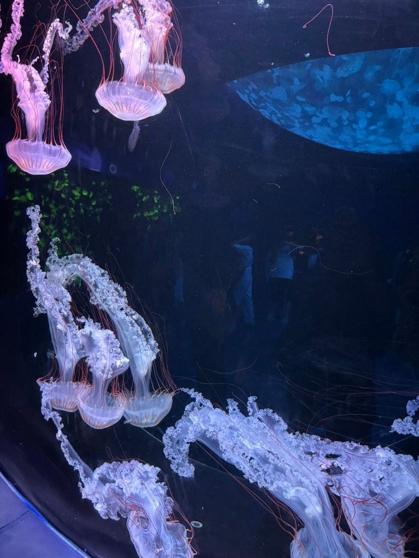 jellyfishes (˶˃ ᵕ ˂˶) .ᐟ.ᐟ