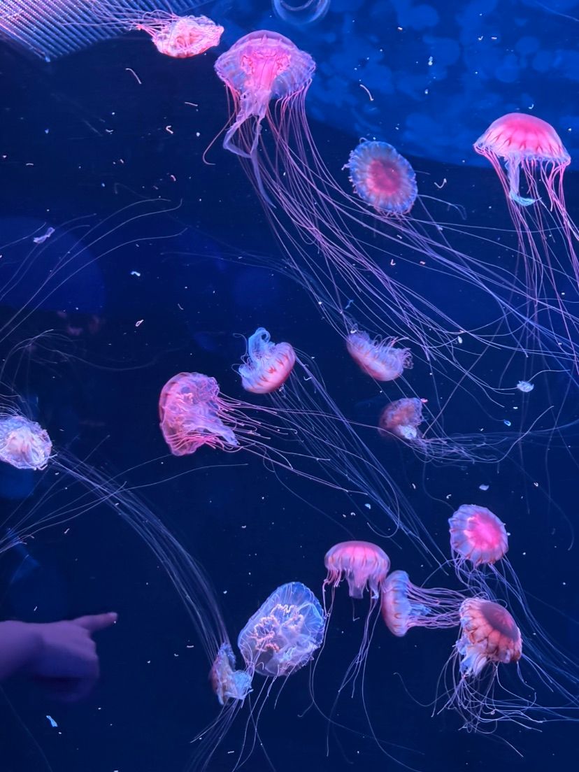 jellyfishes (˶˃ ᵕ ˂˶) .ᐟ.ᐟ