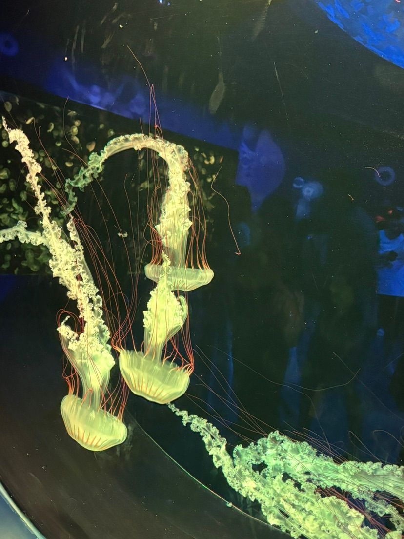 jellyfishes (˶˃ ᵕ ˂˶) .ᐟ.ᐟ