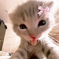 BLEHHH