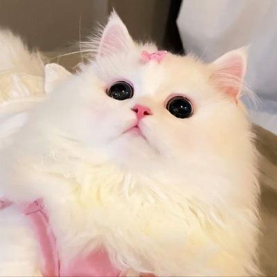 Happi International Catz Dayyyy  ˗ˋˏ ♡ ˎˊ˗