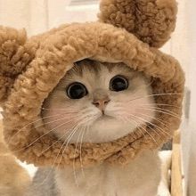 Happi International Catz Dayyyy  ˗ˋˏ ♡ ˎˊ˗