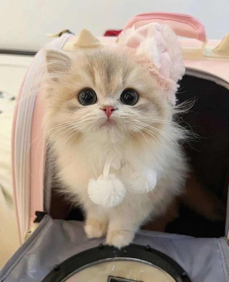 Happi International Catz Dayyyy  ˗ˋˏ ♡ ˎˊ˗