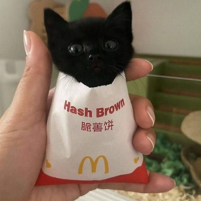 Day 1 of posting funny cats until Estar 2