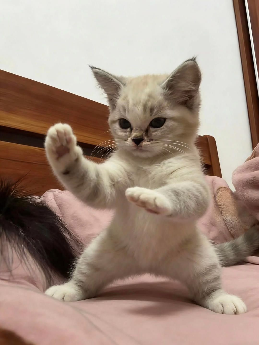 Day 2 of posting funny cats until Estar 2