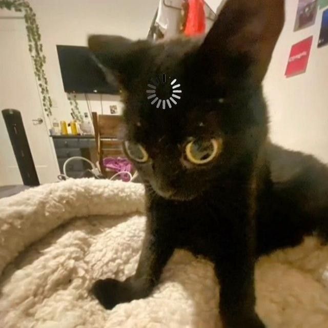 Day 5 of posting funny cats until Estar 2