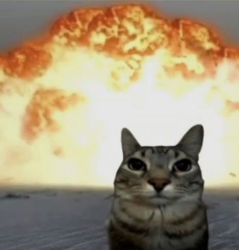 Day 6 of posting funny cats until Estar 2