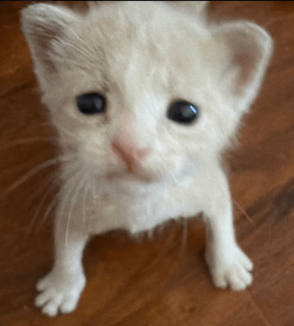 FOSTER BABY