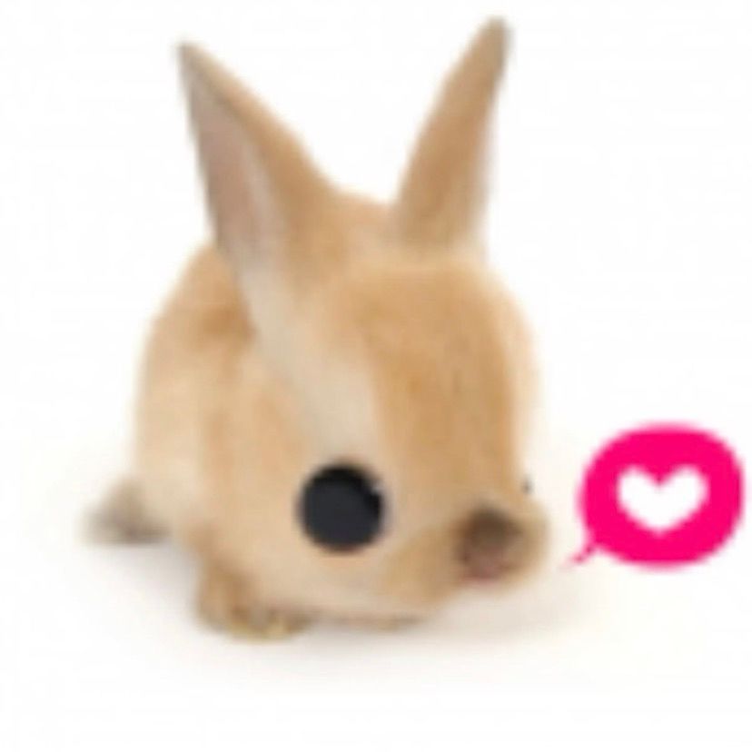 hi 🐇🐾
