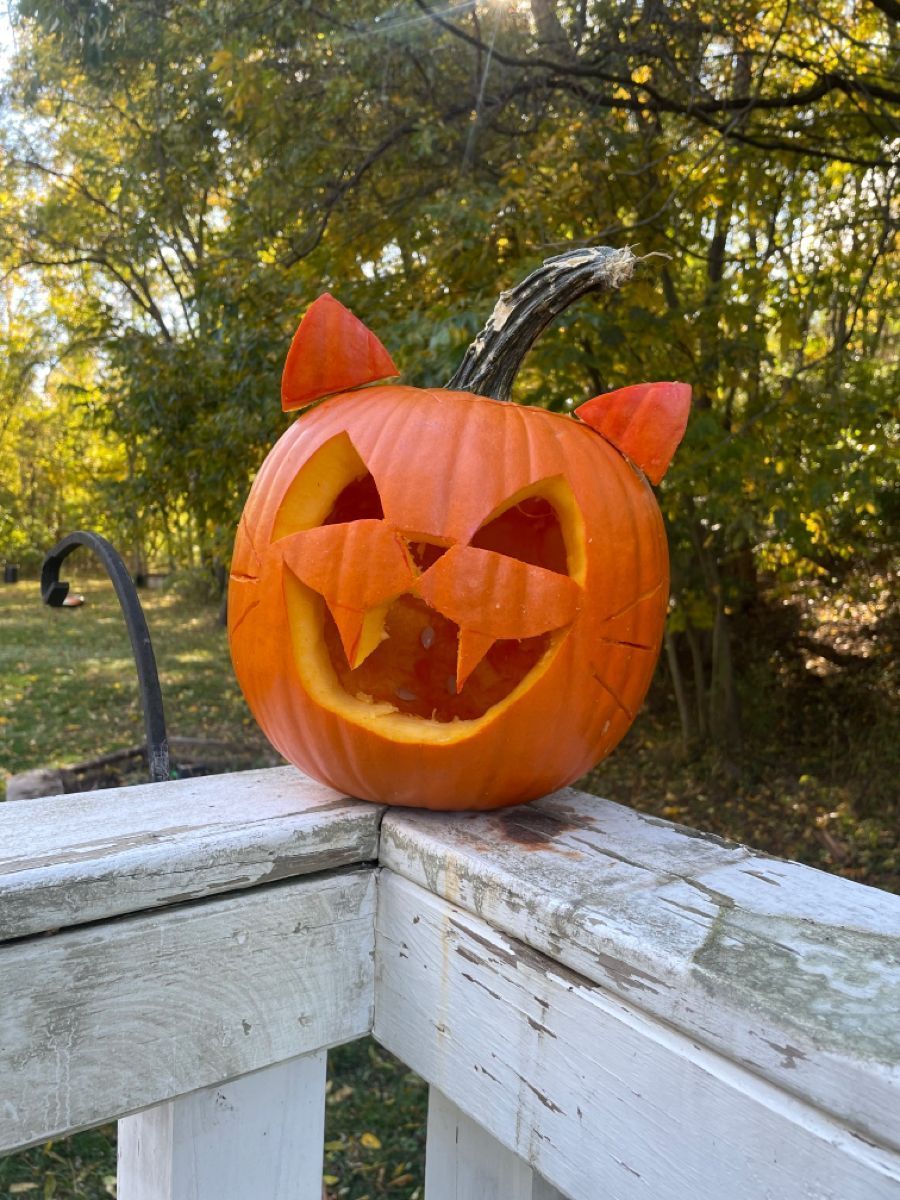 What are you going to be for halloween?