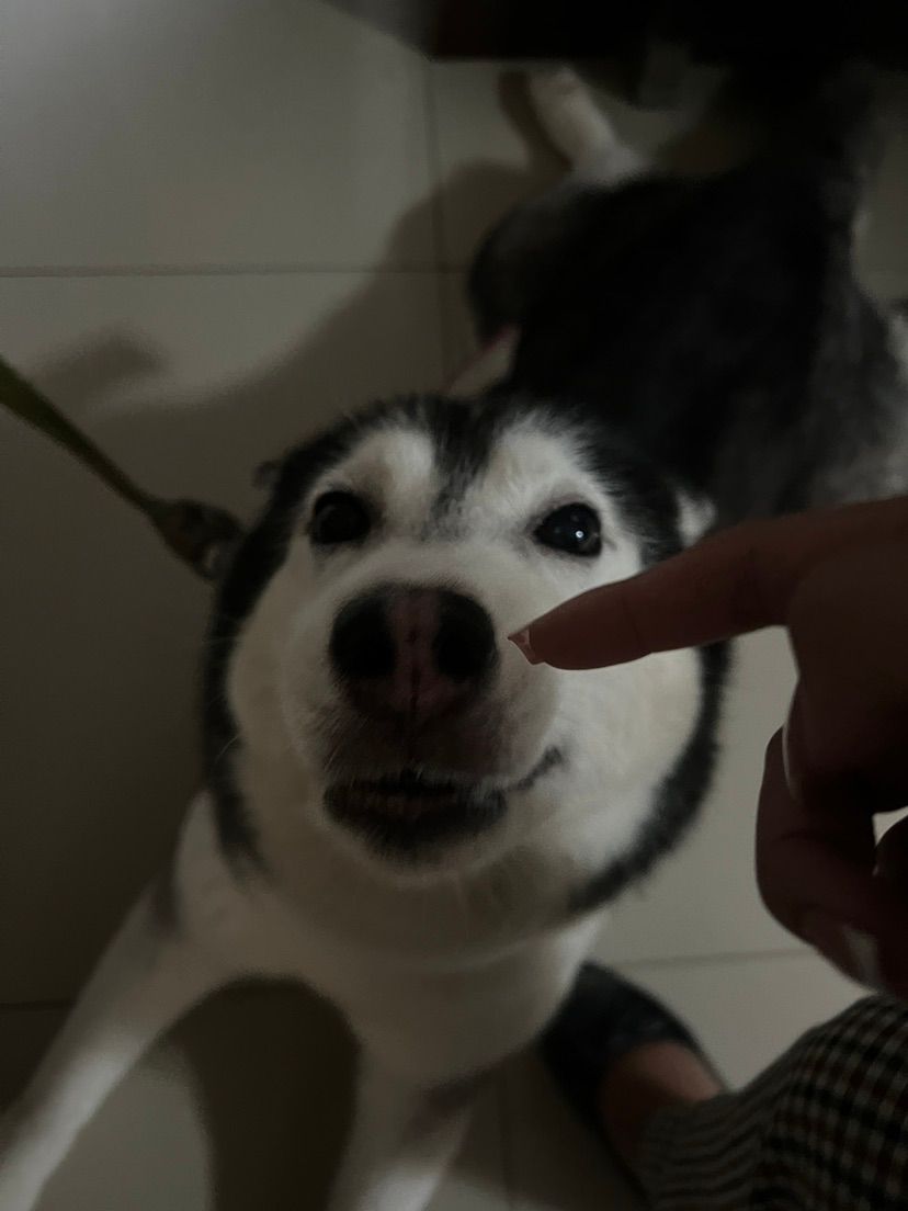 doggo